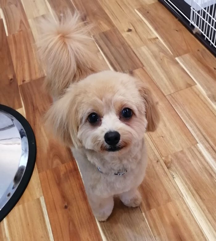 f:id:dogsalon-oluolu:20200908193157j:plain
