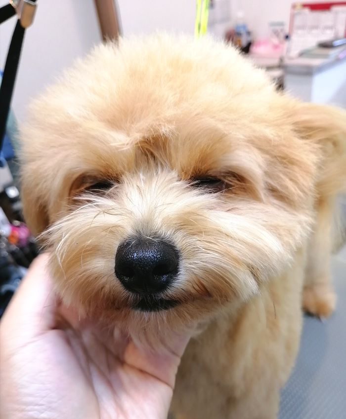 f:id:dogsalon-oluolu:20200908193205j:plain