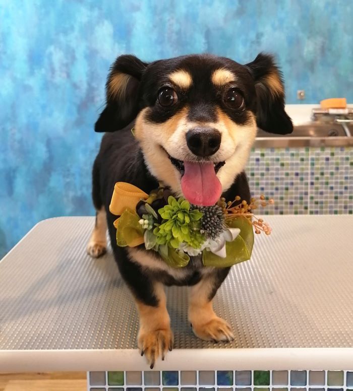 f:id:dogsalon-oluolu:20200912163107j:plain