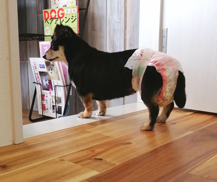 f:id:dogsalon-oluolu:20200912163131j:plain