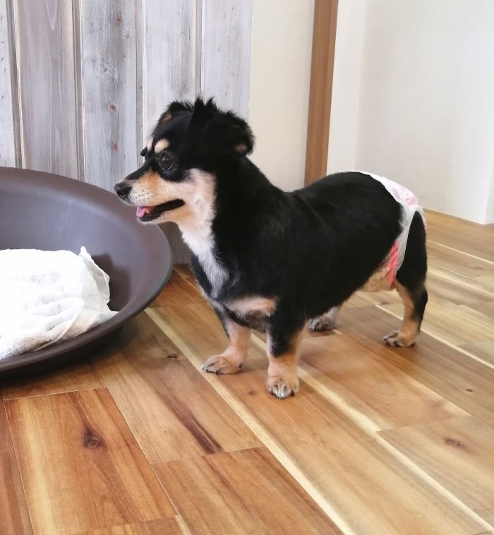 f:id:dogsalon-oluolu:20200912163138j:plain