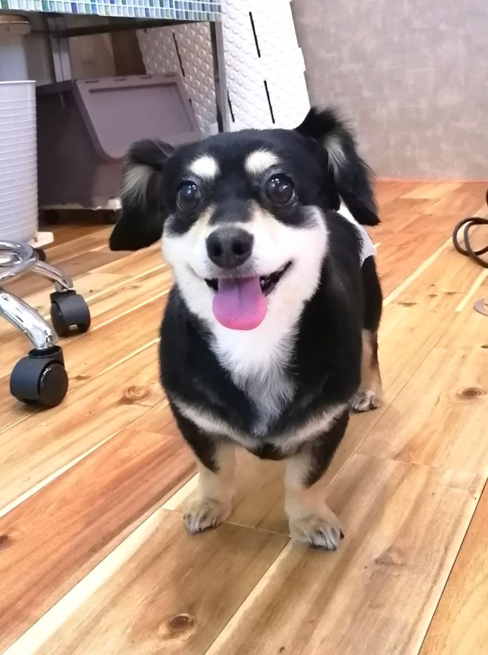 f:id:dogsalon-oluolu:20200912163220j:plain