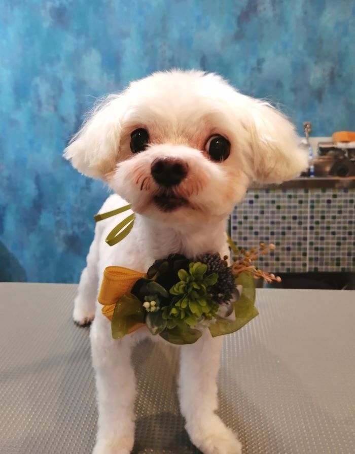 f:id:dogsalon-oluolu:20200914071614j:plain