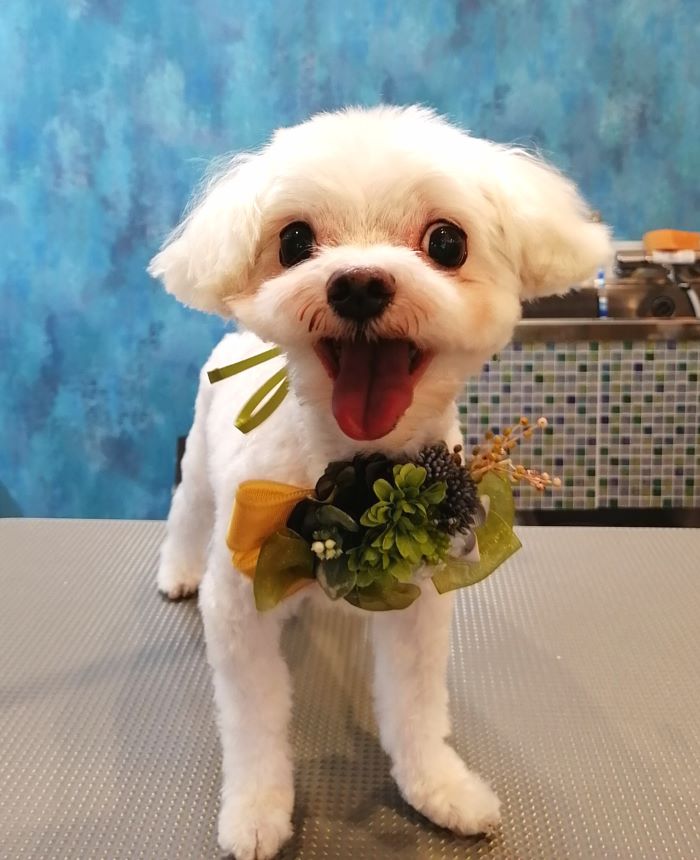 f:id:dogsalon-oluolu:20200914071620j:plain