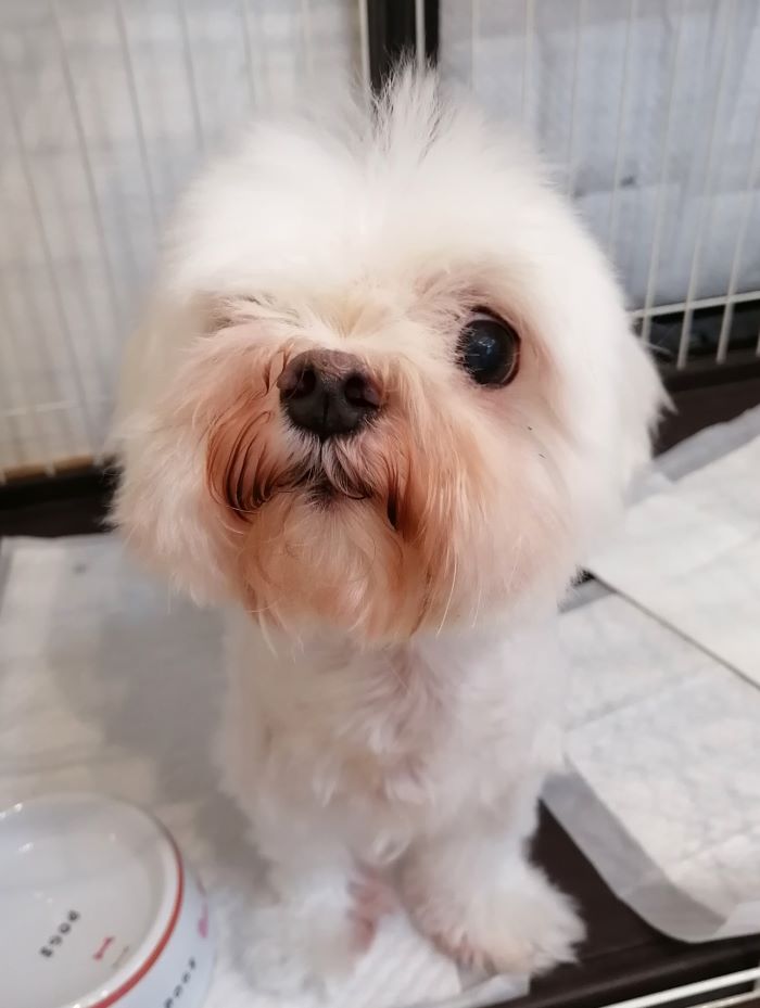 f:id:dogsalon-oluolu:20200914071641j:plain
