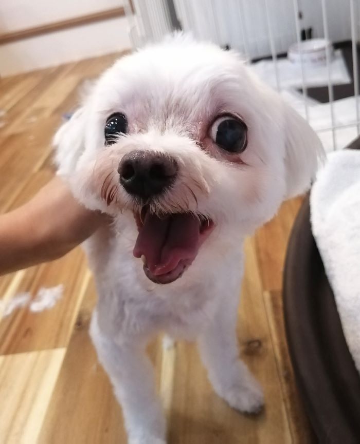 f:id:dogsalon-oluolu:20200914071701j:plain
