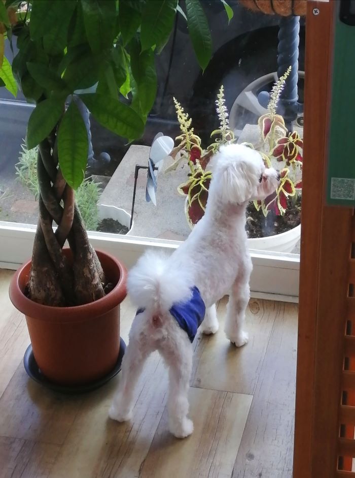 f:id:dogsalon-oluolu:20200914071732j:plain