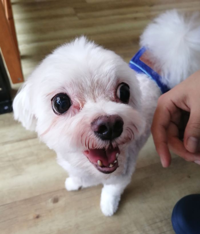 f:id:dogsalon-oluolu:20200914071741j:plain