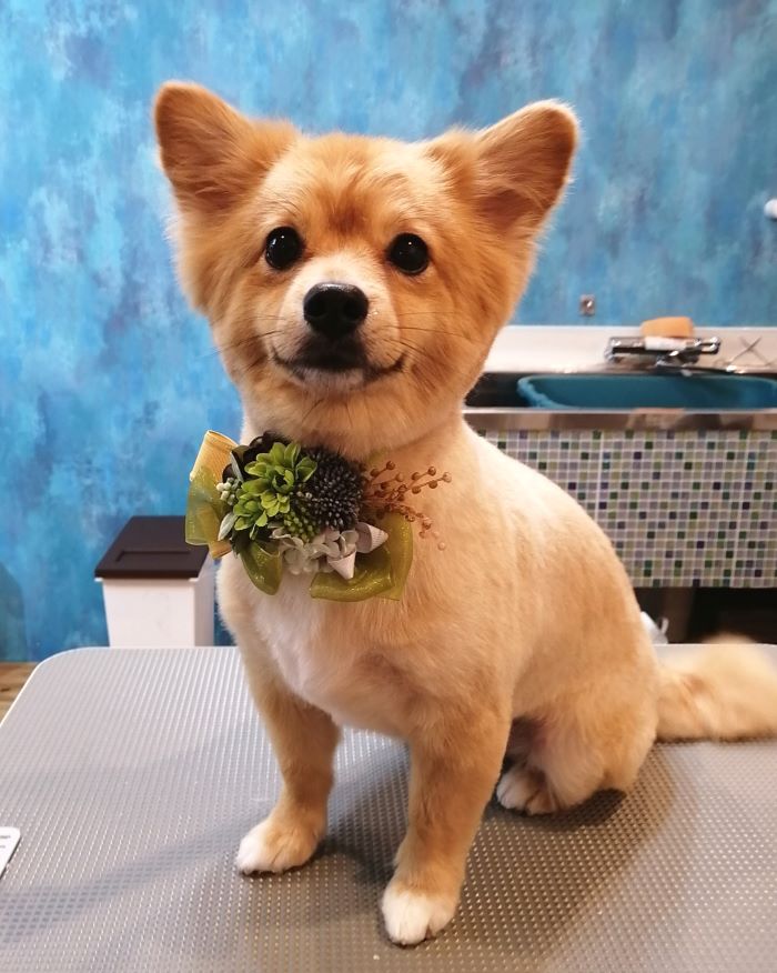 f:id:dogsalon-oluolu:20200914075252j:plain