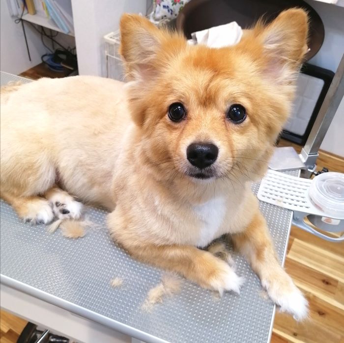 f:id:dogsalon-oluolu:20200914075317j:plain