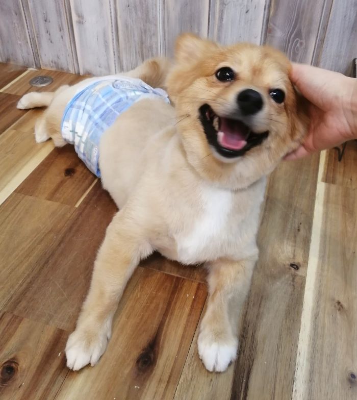 f:id:dogsalon-oluolu:20200914075335j:plain