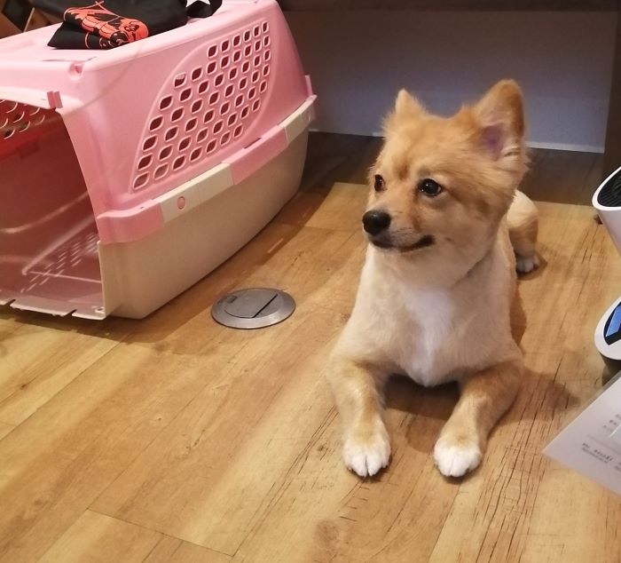 f:id:dogsalon-oluolu:20200914075343j:plain