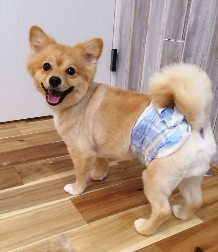 f:id:dogsalon-oluolu:20200914075407j:plain