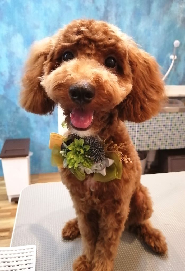 f:id:dogsalon-oluolu:20200915072015j:plain