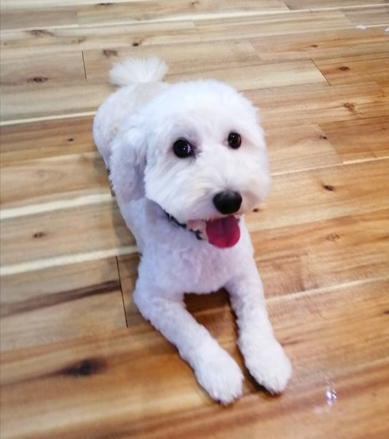 f:id:dogsalon-oluolu:20200918200151j:plain