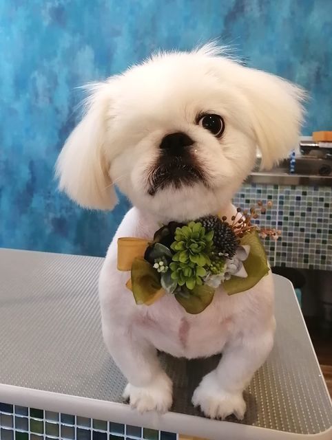 f:id:dogsalon-oluolu:20200918200230j:plain
