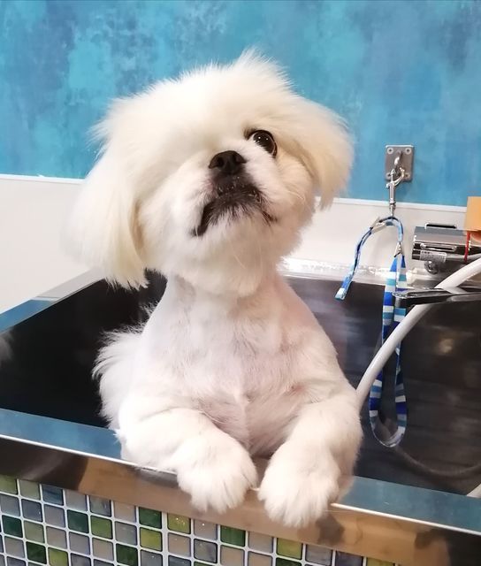 f:id:dogsalon-oluolu:20200918200301j:plain