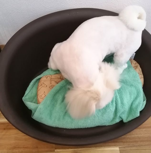 f:id:dogsalon-oluolu:20200918200313j:plain