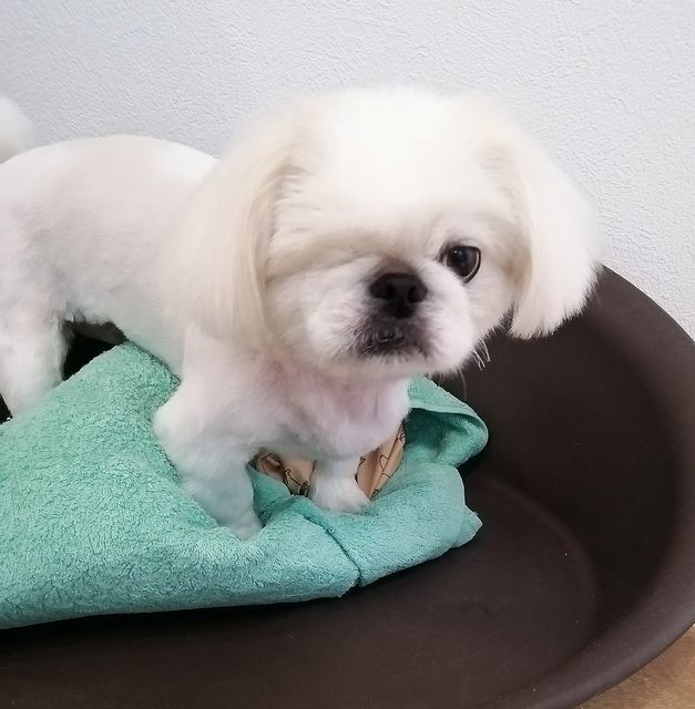 f:id:dogsalon-oluolu:20200918200328j:plain