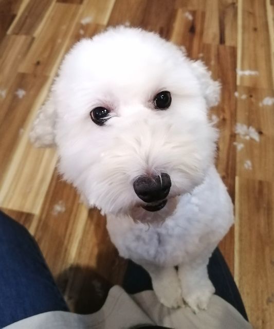 f:id:dogsalon-oluolu:20200918200416j:plain