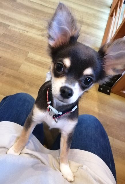 f:id:dogsalon-oluolu:20200920072259j:plain f:id:dogsalon-oluolu:20200920072259j:plain
