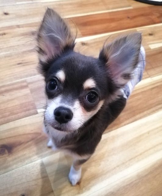 f:id:dogsalon-oluolu:20200920072312j:plain f:id:dogsalon-oluolu:20200920072312j:plain