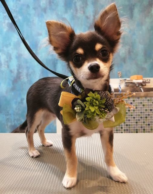 f:id:dogsalon-oluolu:20200920072341j:plain f:id:dogsalon-oluolu:20200920072341j:plain
