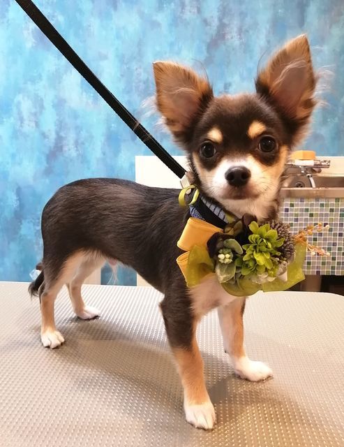 f:id:dogsalon-oluolu:20200920072348j:plain f:id:dogsalon-oluolu:20200920072348j:plain