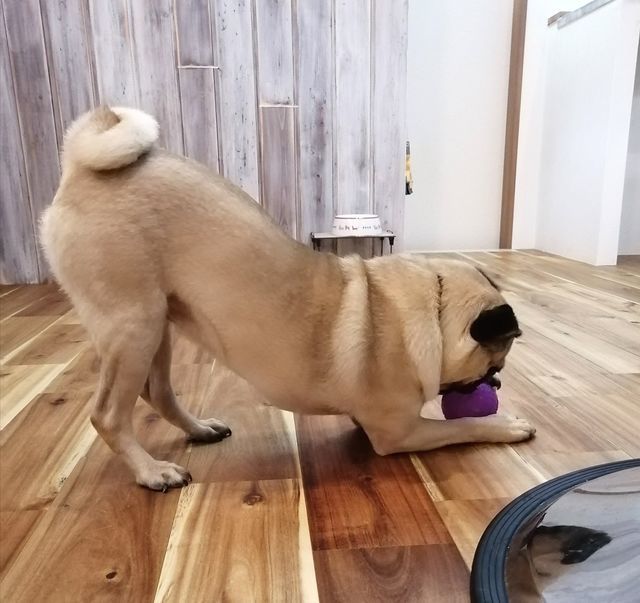 f:id:dogsalon-oluolu:20200920072355j:plain f:id:dogsalon-oluolu:20200920072355j:plain