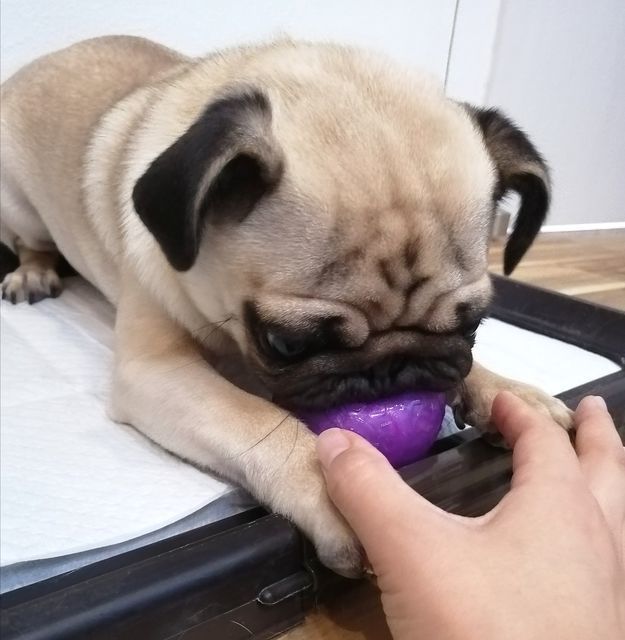 f:id:dogsalon-oluolu:20200920072418j:plain f:id:dogsalon-oluolu:20200920072418j:plain