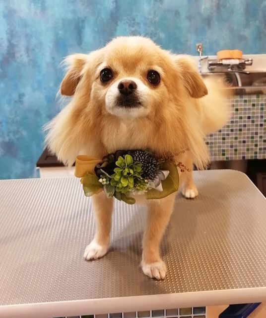 f:id:dogsalon-oluolu:20200922174304j:plain