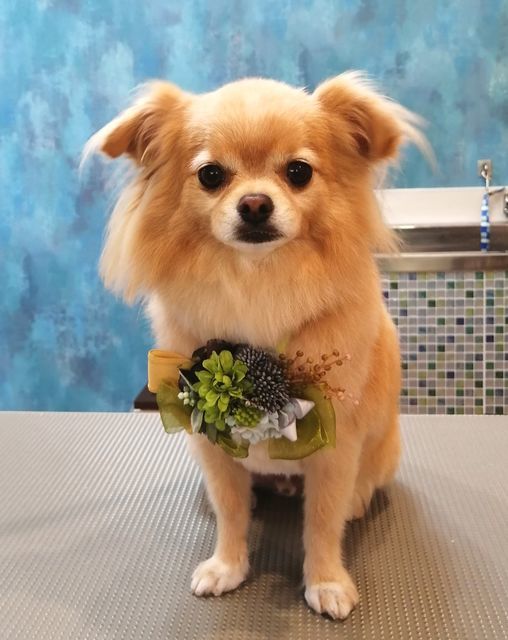 f:id:dogsalon-oluolu:20200922174314j:plain