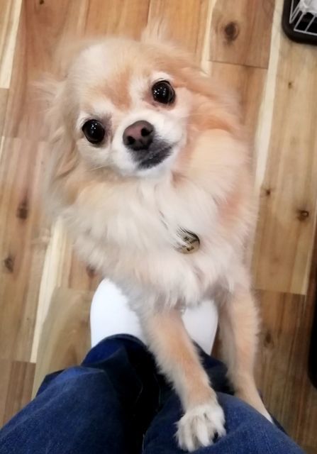 f:id:dogsalon-oluolu:20200922174322j:plain