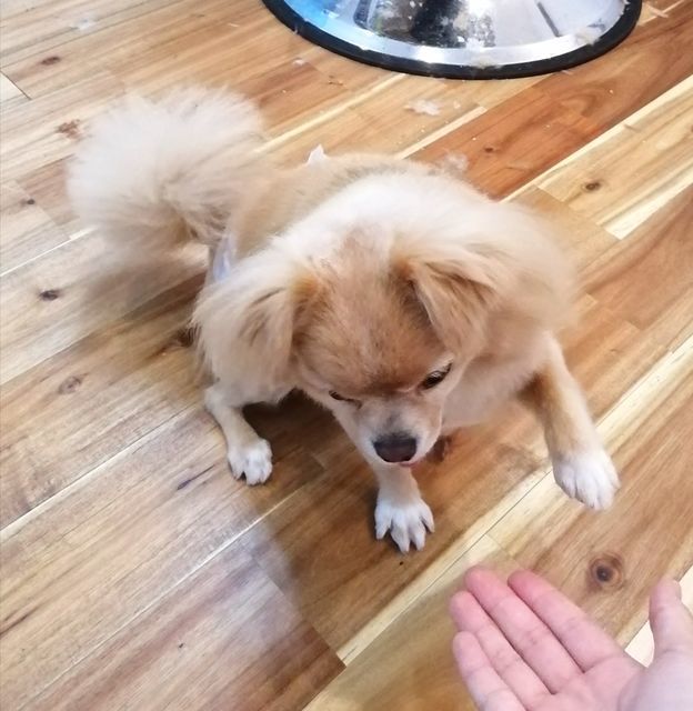 f:id:dogsalon-oluolu:20200922174333j:plain