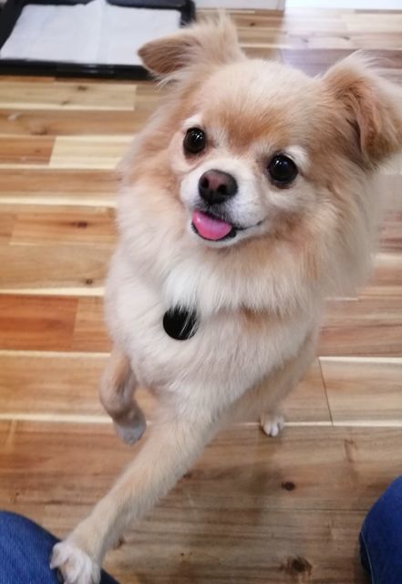 f:id:dogsalon-oluolu:20200922174349j:plain