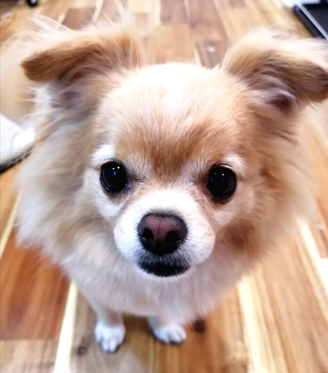 f:id:dogsalon-oluolu:20200922180835j:plain