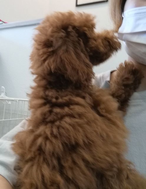 f:id:dogsalon-oluolu:20200924164113j:plain