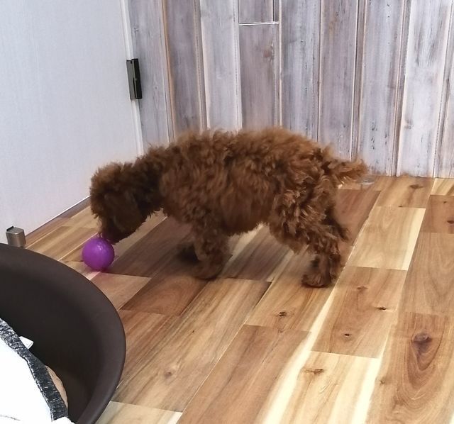 f:id:dogsalon-oluolu:20200924164120j:plain