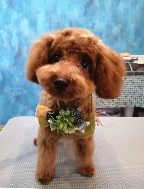 f:id:dogsalon-oluolu:20200924164127j:plain