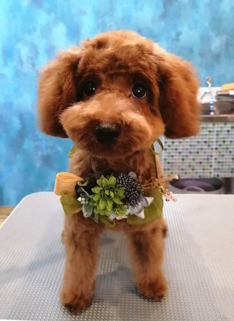 f:id:dogsalon-oluolu:20200924164135j:plain