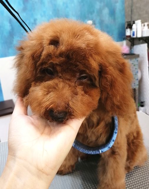 f:id:dogsalon-oluolu:20200924164144j:plain