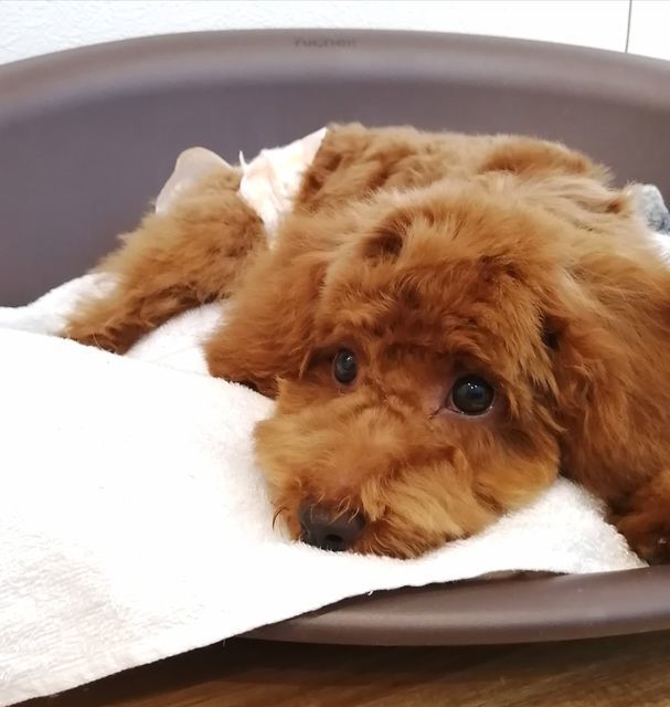 f:id:dogsalon-oluolu:20200924164152j:plain