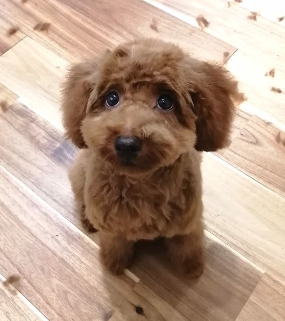 f:id:dogsalon-oluolu:20200924164159j:plain