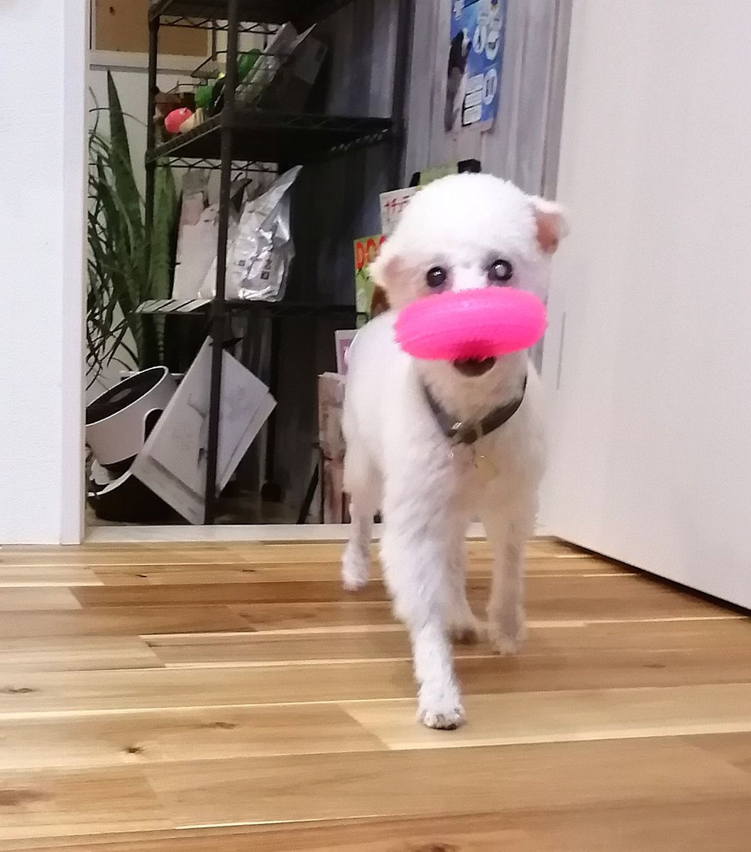 f:id:dogsalon-oluolu:20200924183615j:plain
