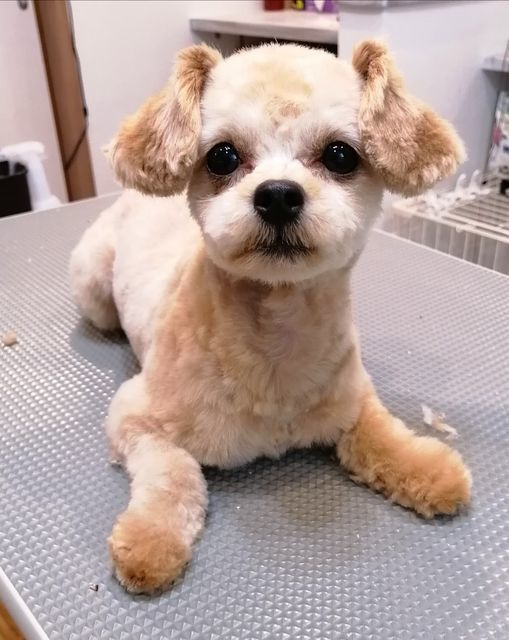 f:id:dogsalon-oluolu:20200925180731j:plain