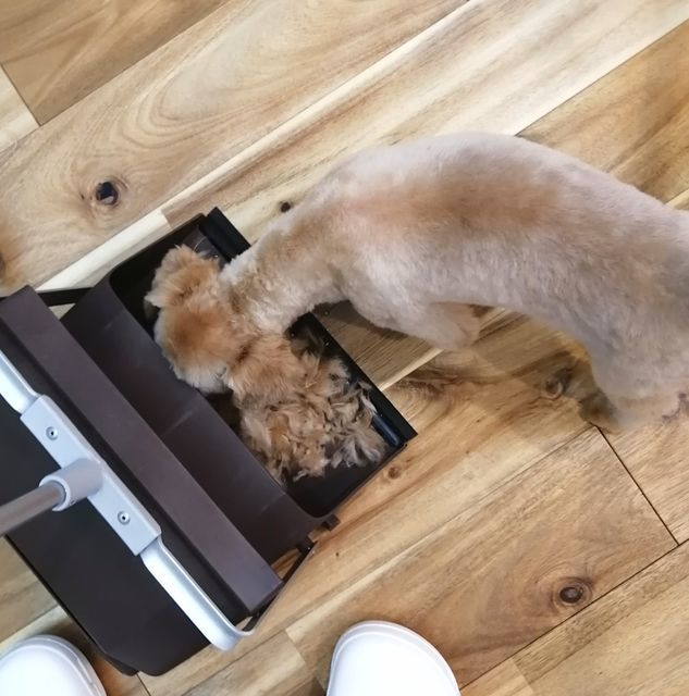 f:id:dogsalon-oluolu:20200925180755j:plain