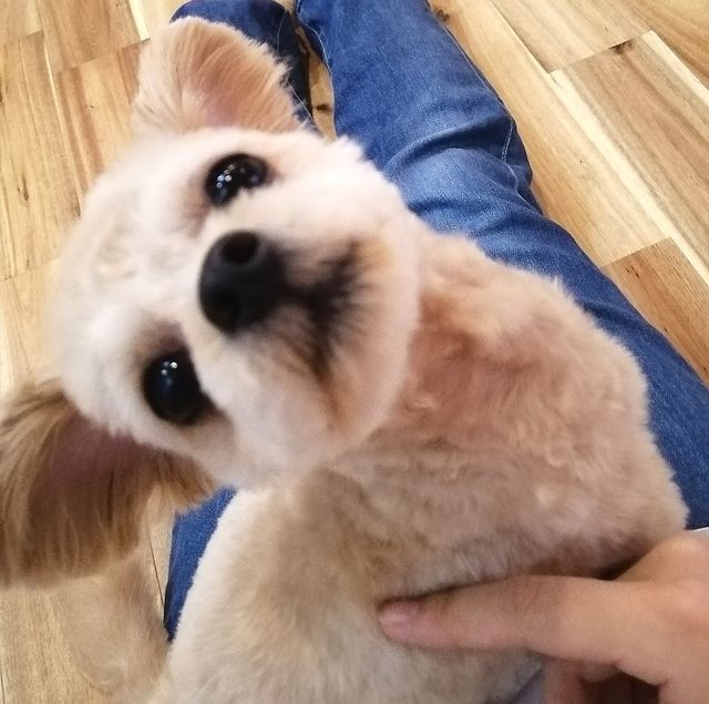 f:id:dogsalon-oluolu:20200925180809j:plain