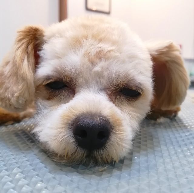 f:id:dogsalon-oluolu:20200925180820j:plain