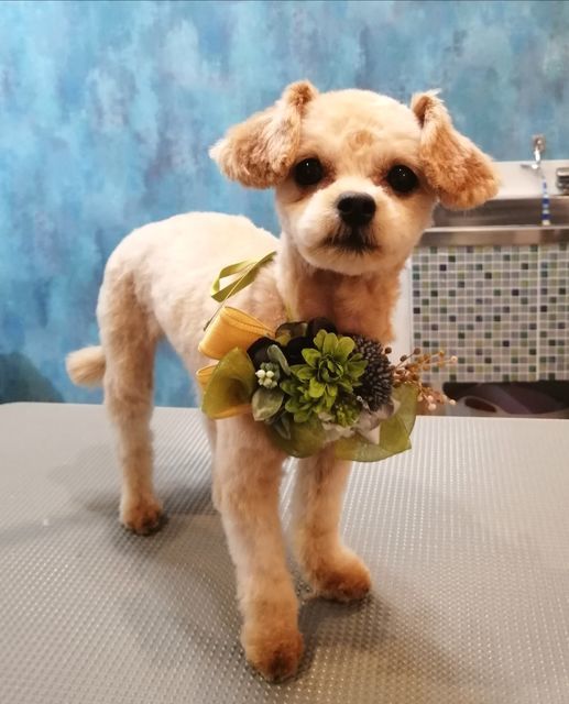 f:id:dogsalon-oluolu:20200925180830j:plain