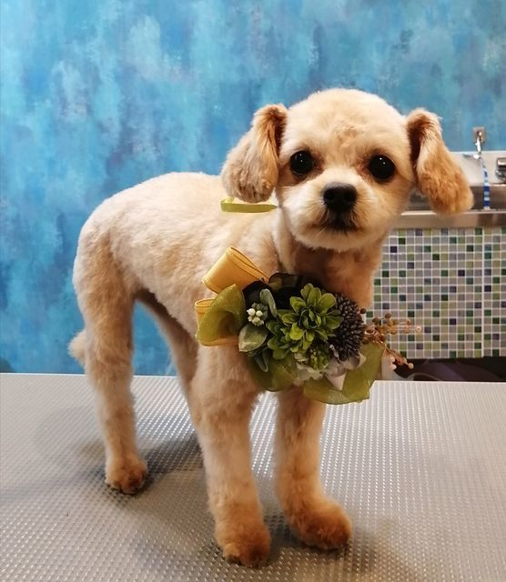 f:id:dogsalon-oluolu:20200925180843j:plain